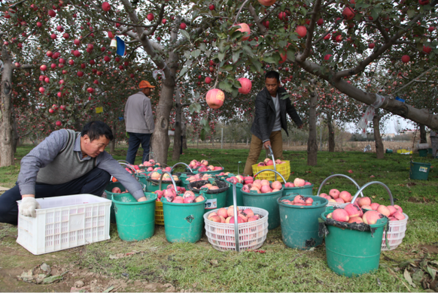 2023年9月12日洛川苹果代办在果农刘某家装红富士苹果